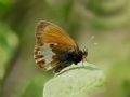 Coenonympha arcania